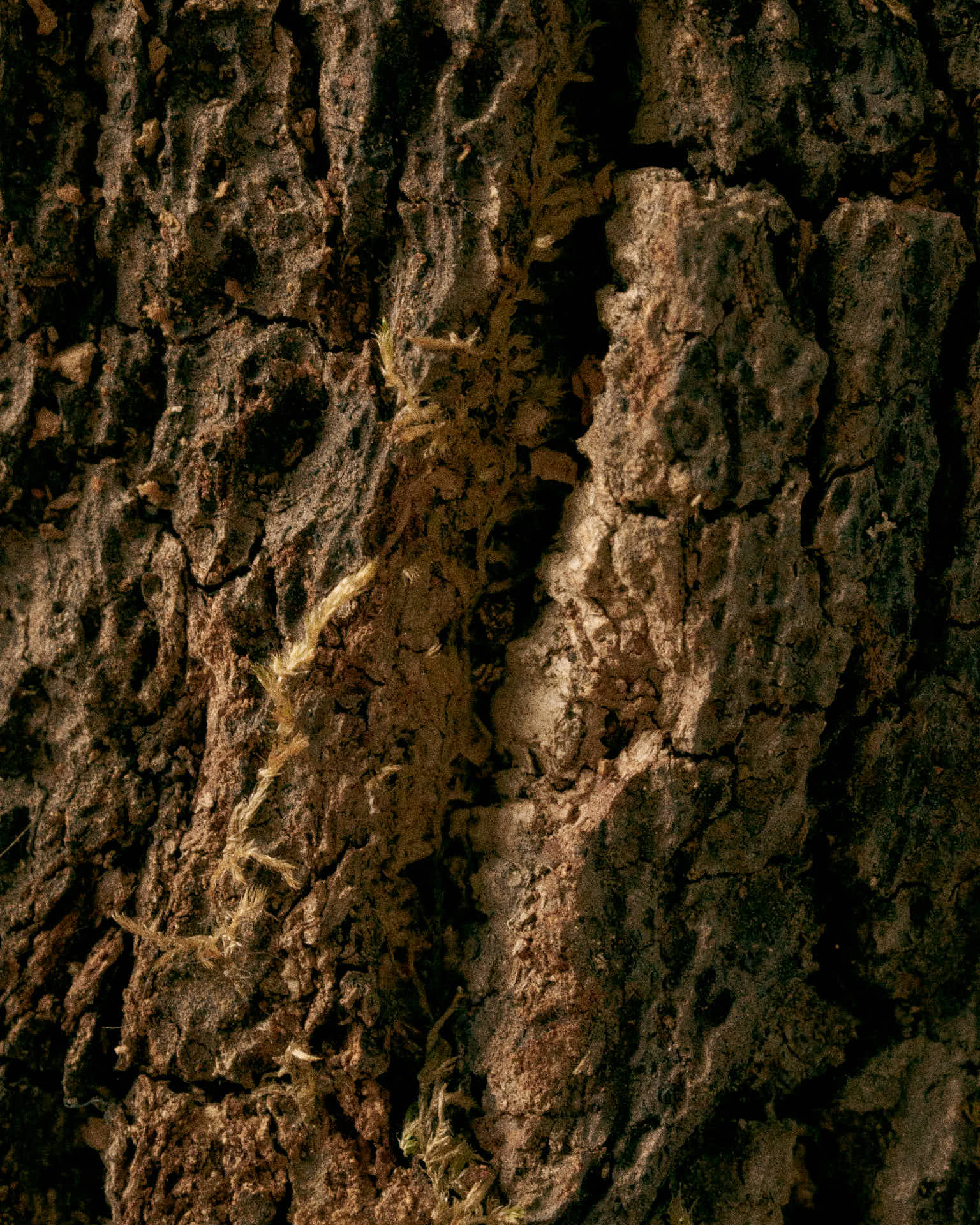 texture-sughero-naturale-peppino-molinas-brand-identity-rohd-3 texture-sughero-naturale-peppino-molinas-brand-identity-rohd-3