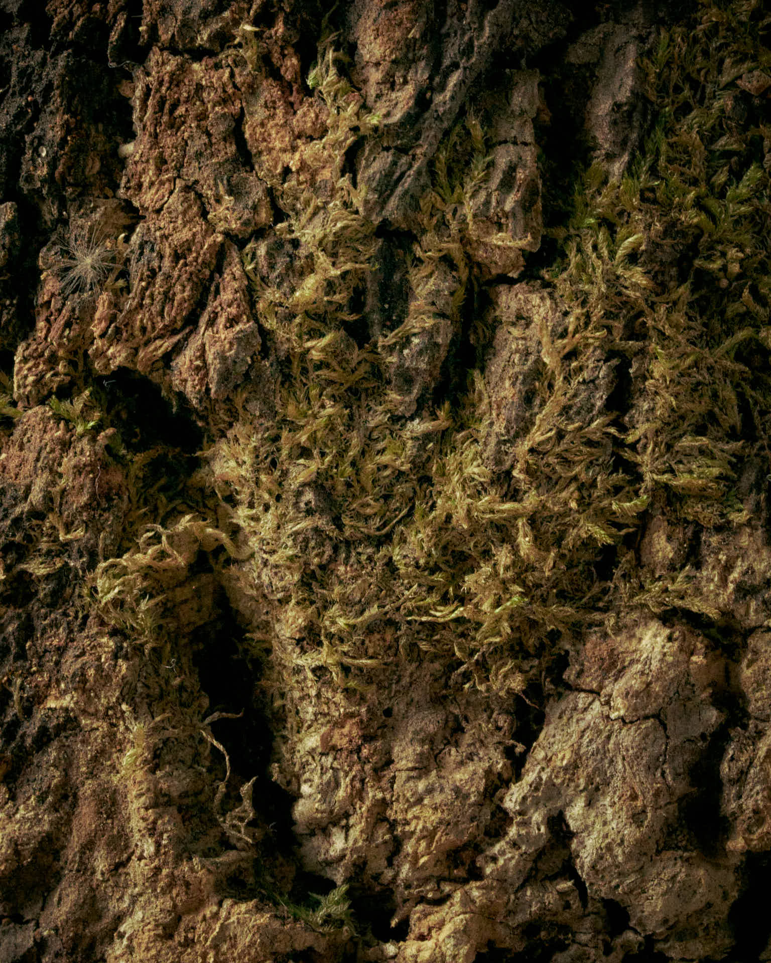 texture-sughero-naturale-peppino-molinas-brand-identity-rohd-4 texture-sughero-naturale-peppino-molinas-brand-identity-rohd-4