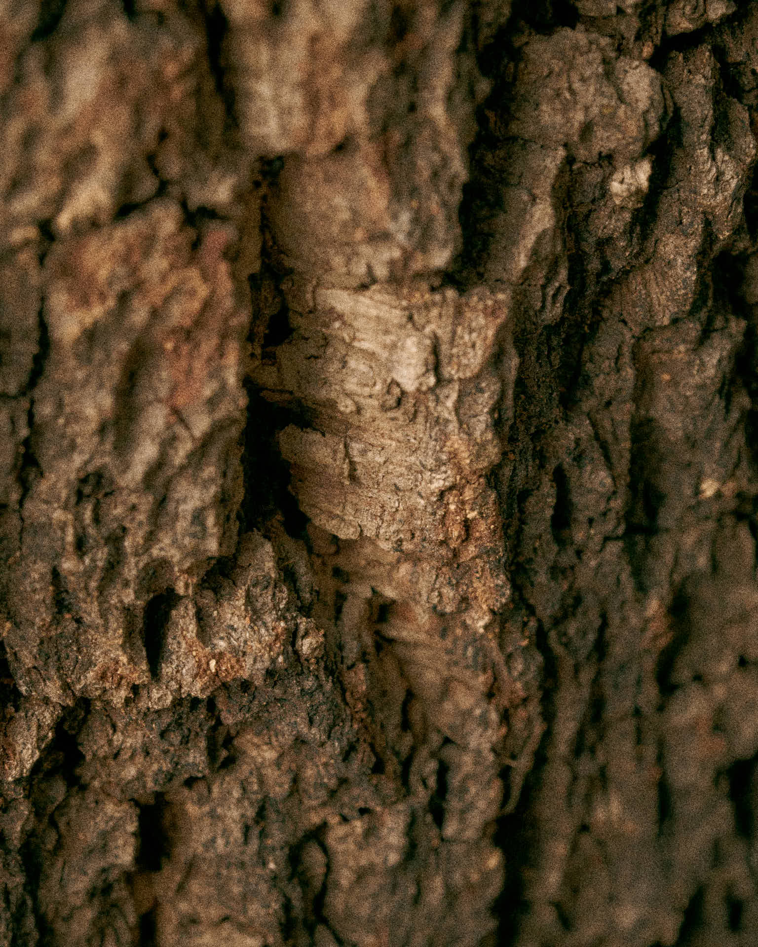 texture-sughero-naturale-peppino-molinas-brand-identity-rohd-5 texture-sughero-naturale-peppino-molinas-brand-identity-rohd-5